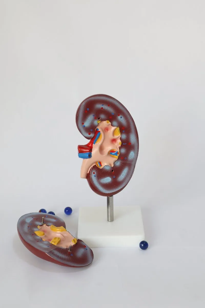 Anatomical Kidney Model