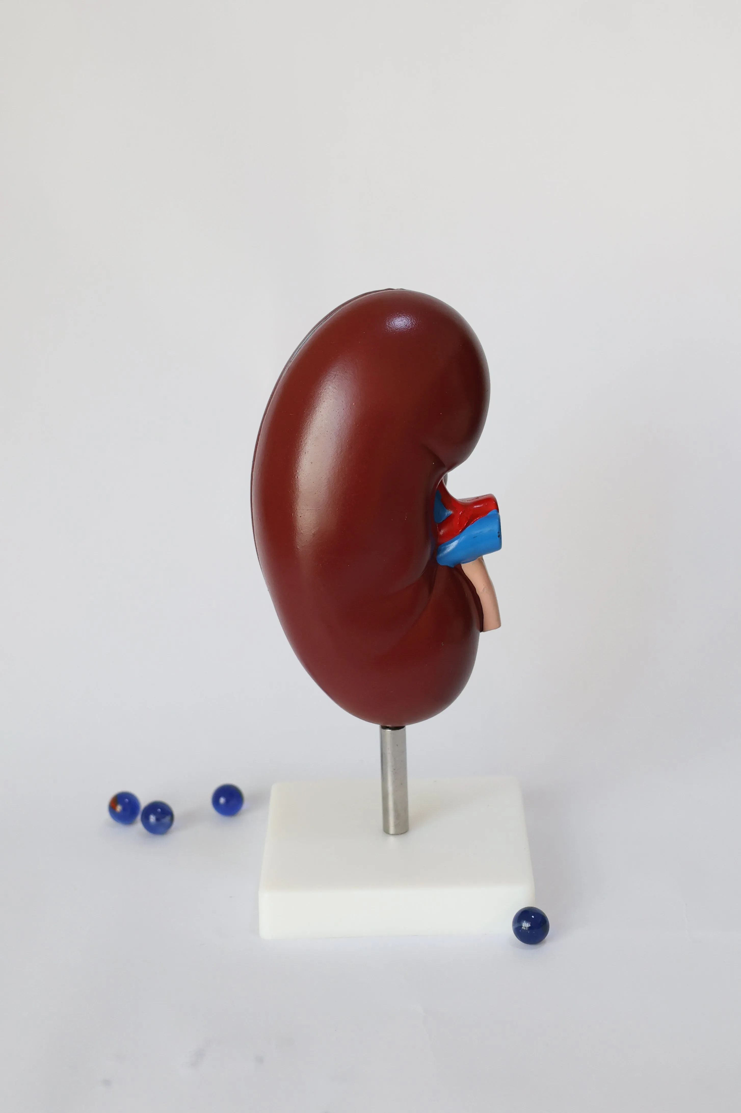 Anatomical Kidney Model