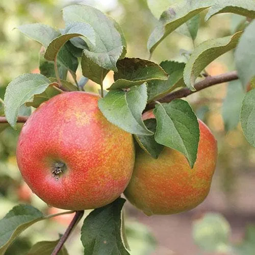 Apple Honeycrisp