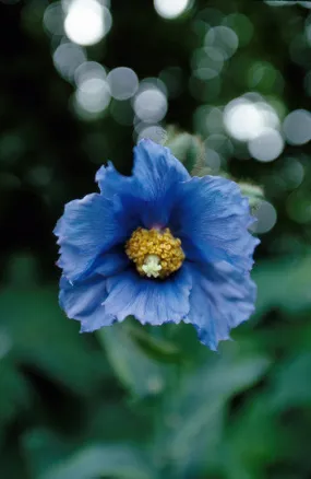 Blue Poppy - <i>Meconopsis grandis</i>