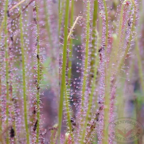 Drosera x California Sunset