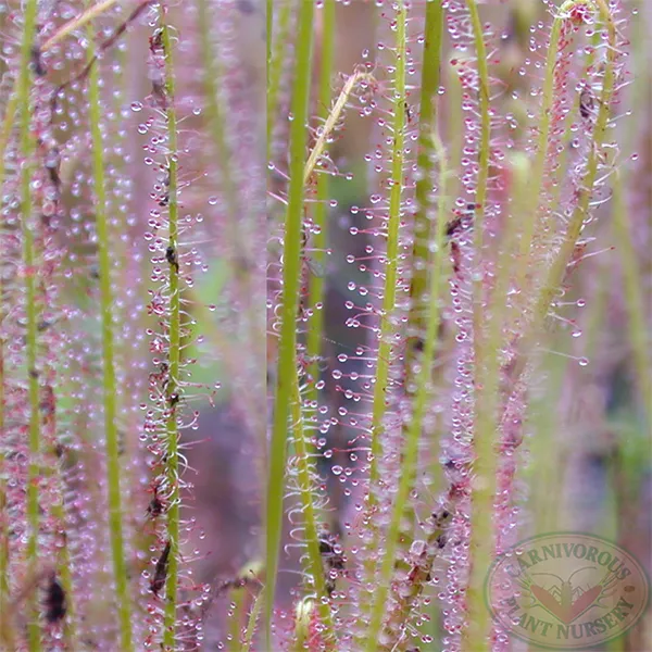 Drosera x California Sunset