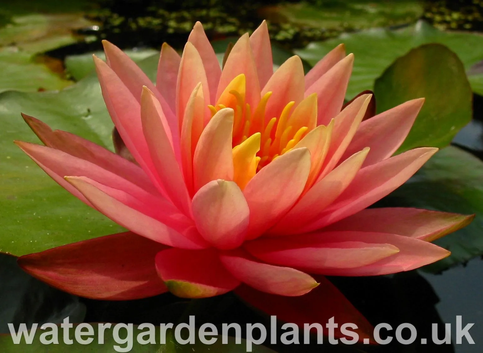 Nymphaea 'Colorado'