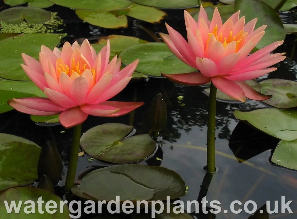 Nymphaea 'Colorado'