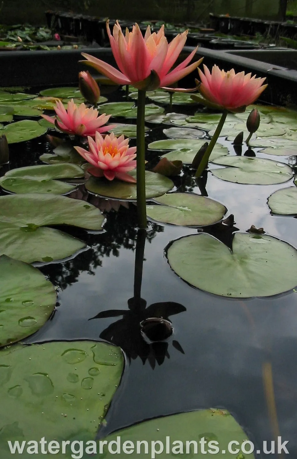 Nymphaea 'Colorado'