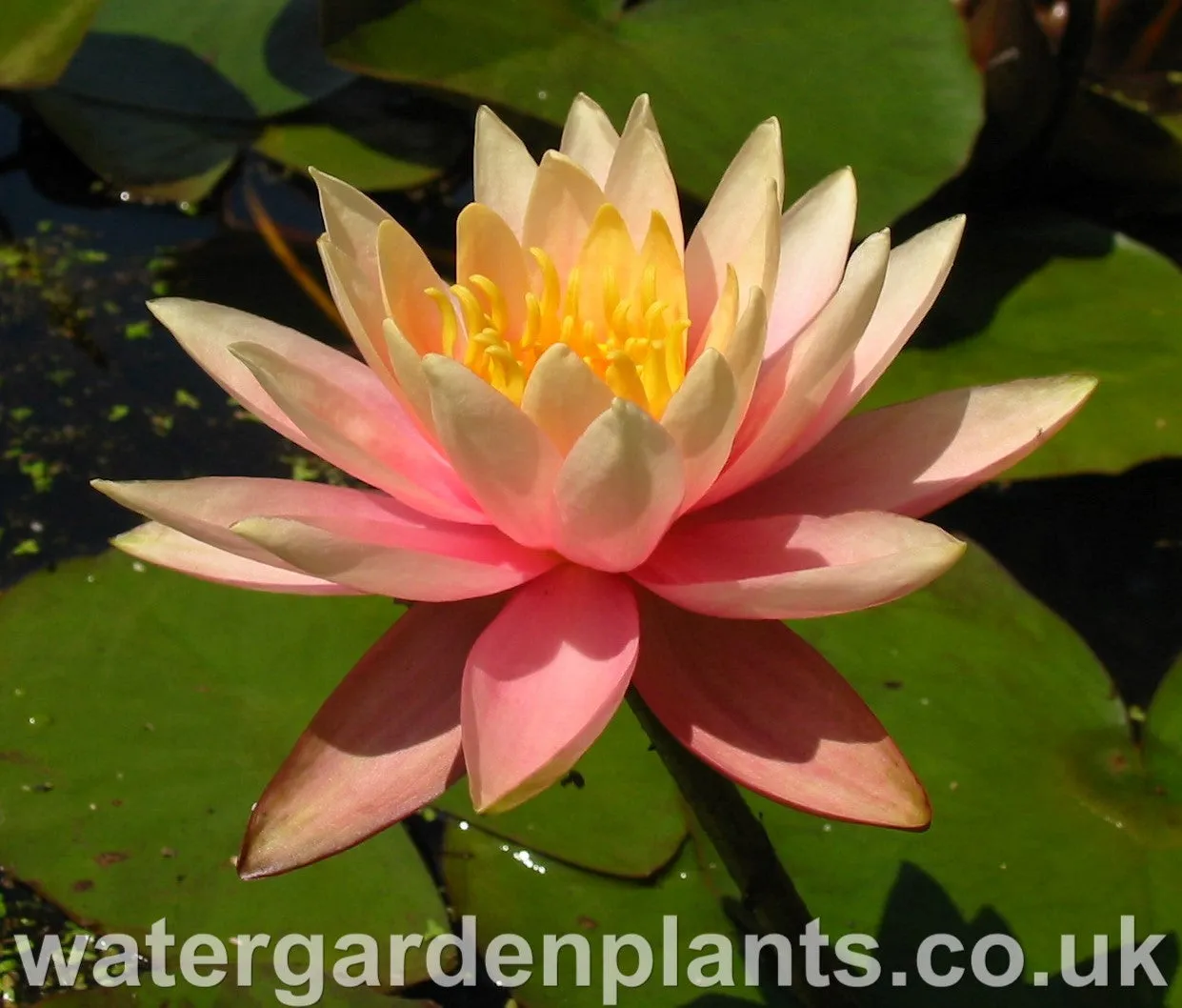 Nymphaea 'Colorado'