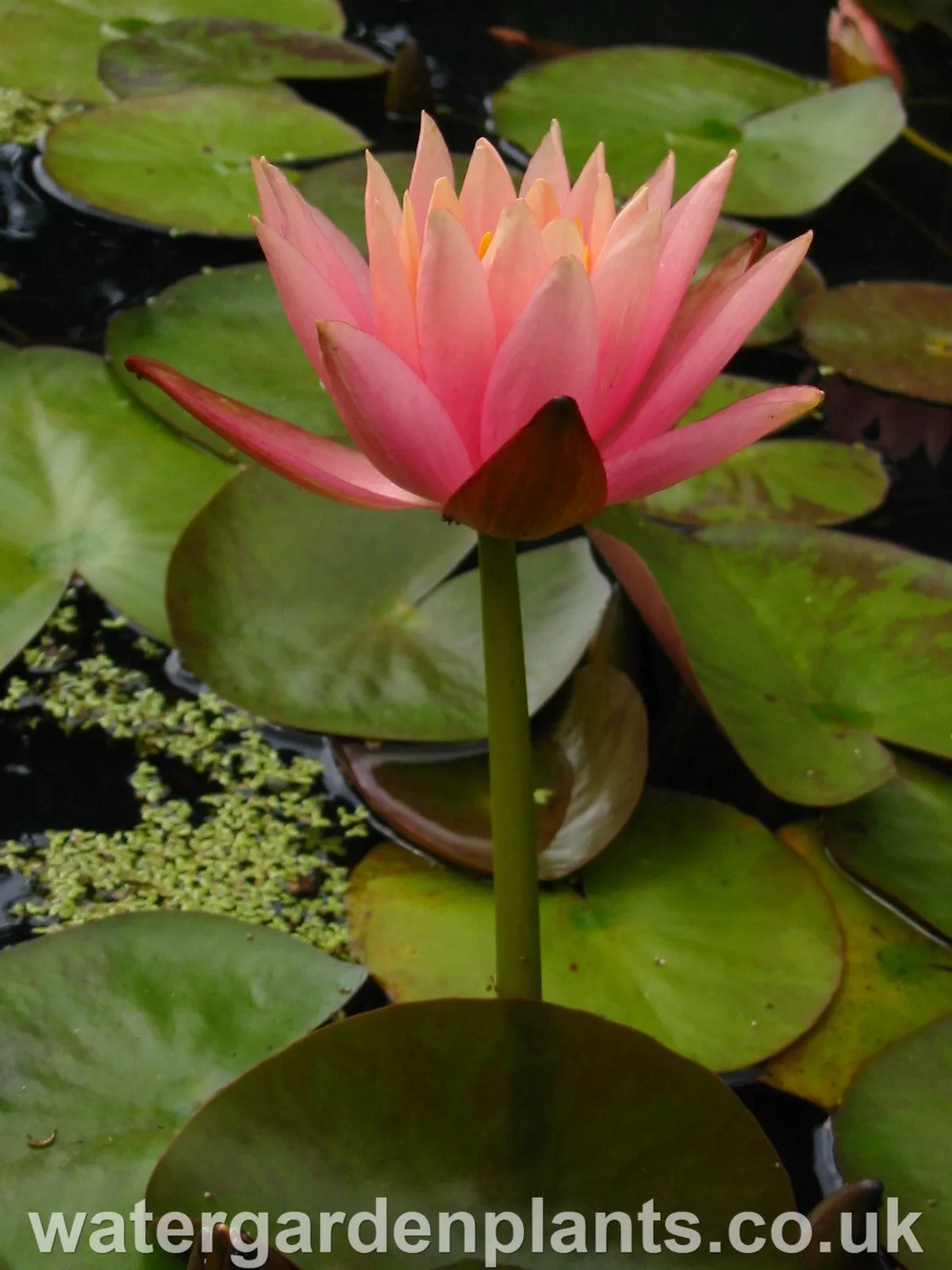 Nymphaea 'Colorado'