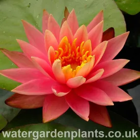 Nymphaea 'Colorado'