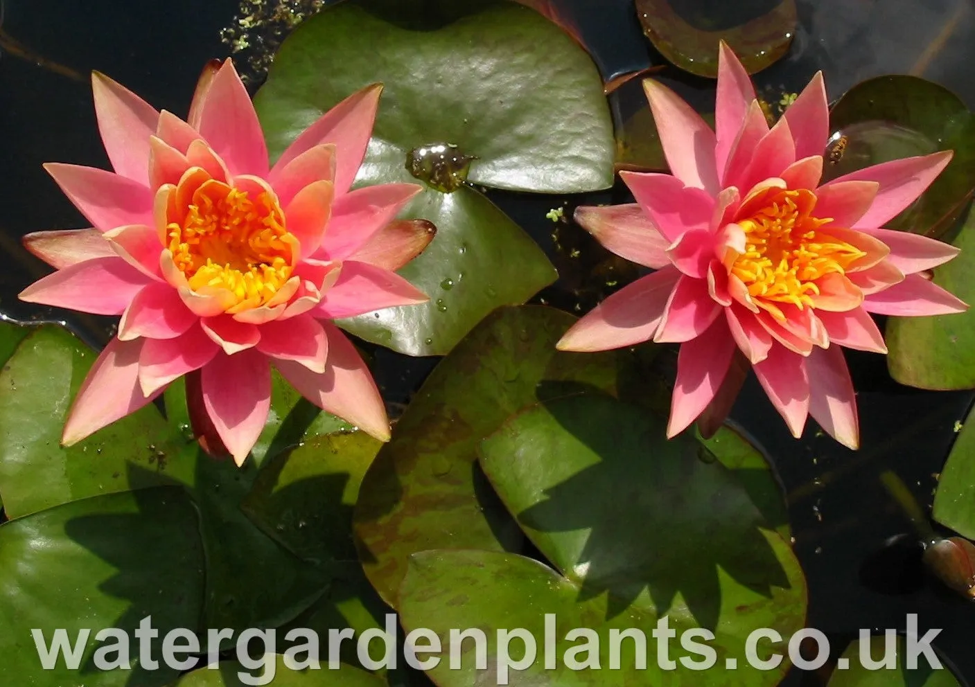 Nymphaea 'Colorado'