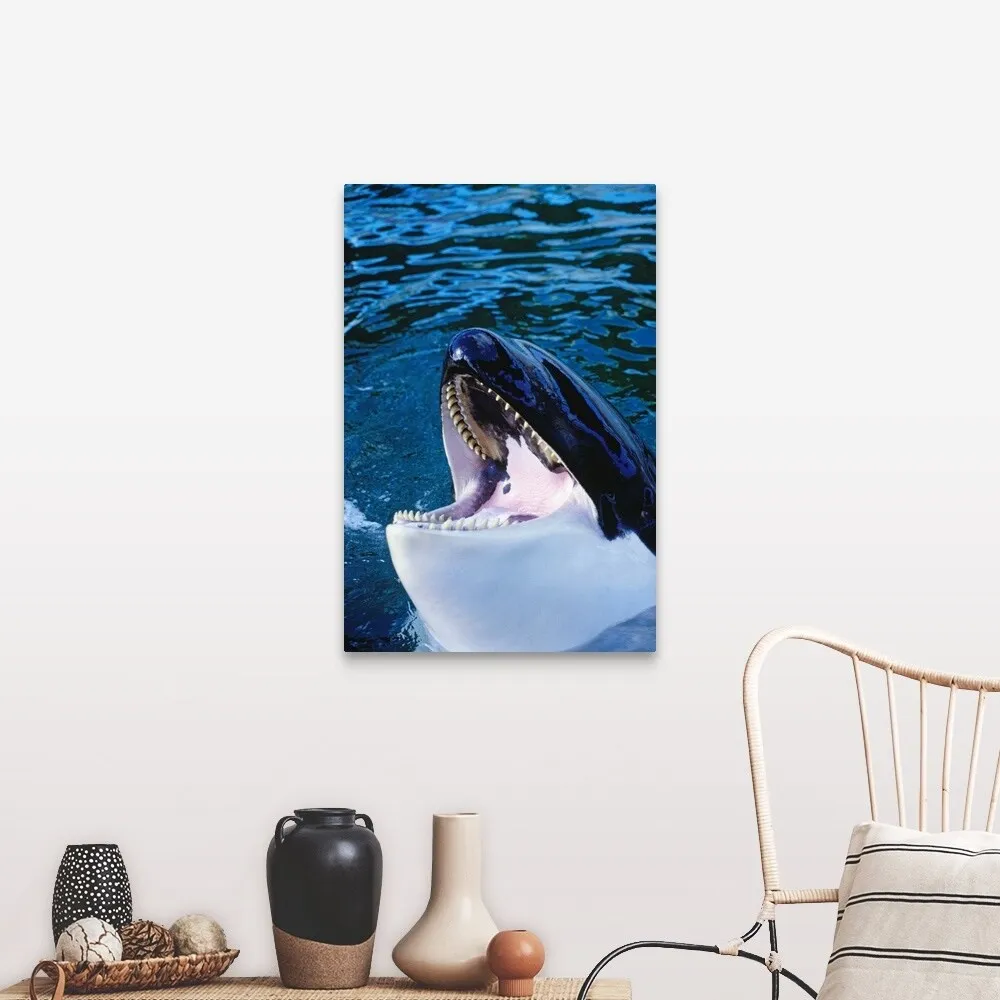 "'Orca' killer whale rising out of water" Canvas Wall Art