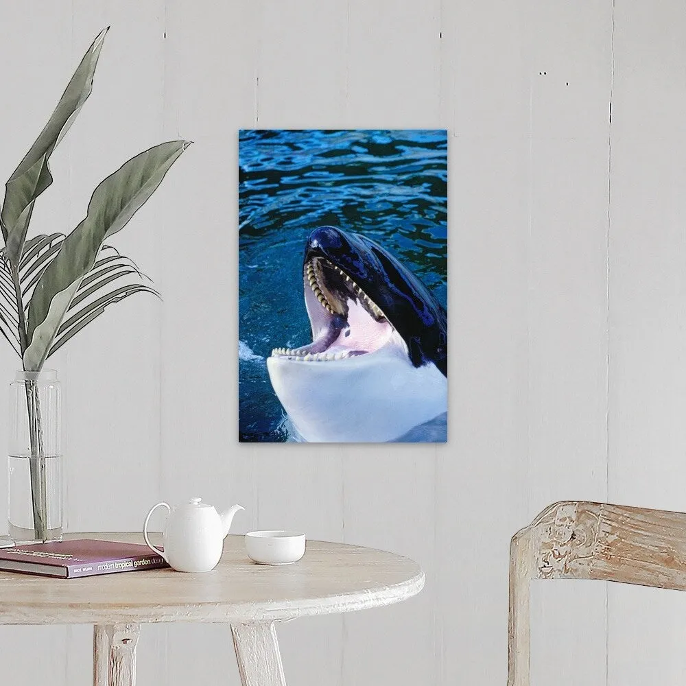 "'Orca' killer whale rising out of water" Canvas Wall Art