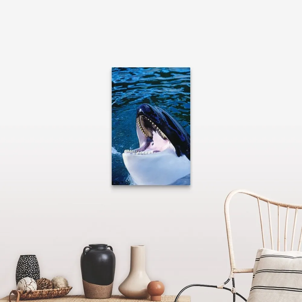 "'Orca' killer whale rising out of water" Canvas Wall Art