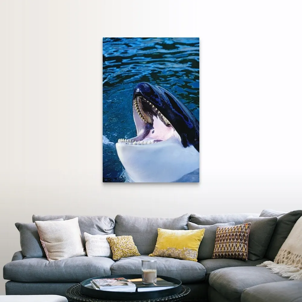 "'Orca' killer whale rising out of water" Canvas Wall Art