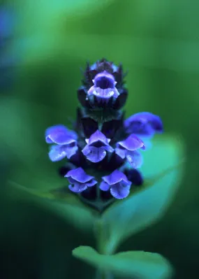 Self-Heal - <i>Prunela vulgaris</i>